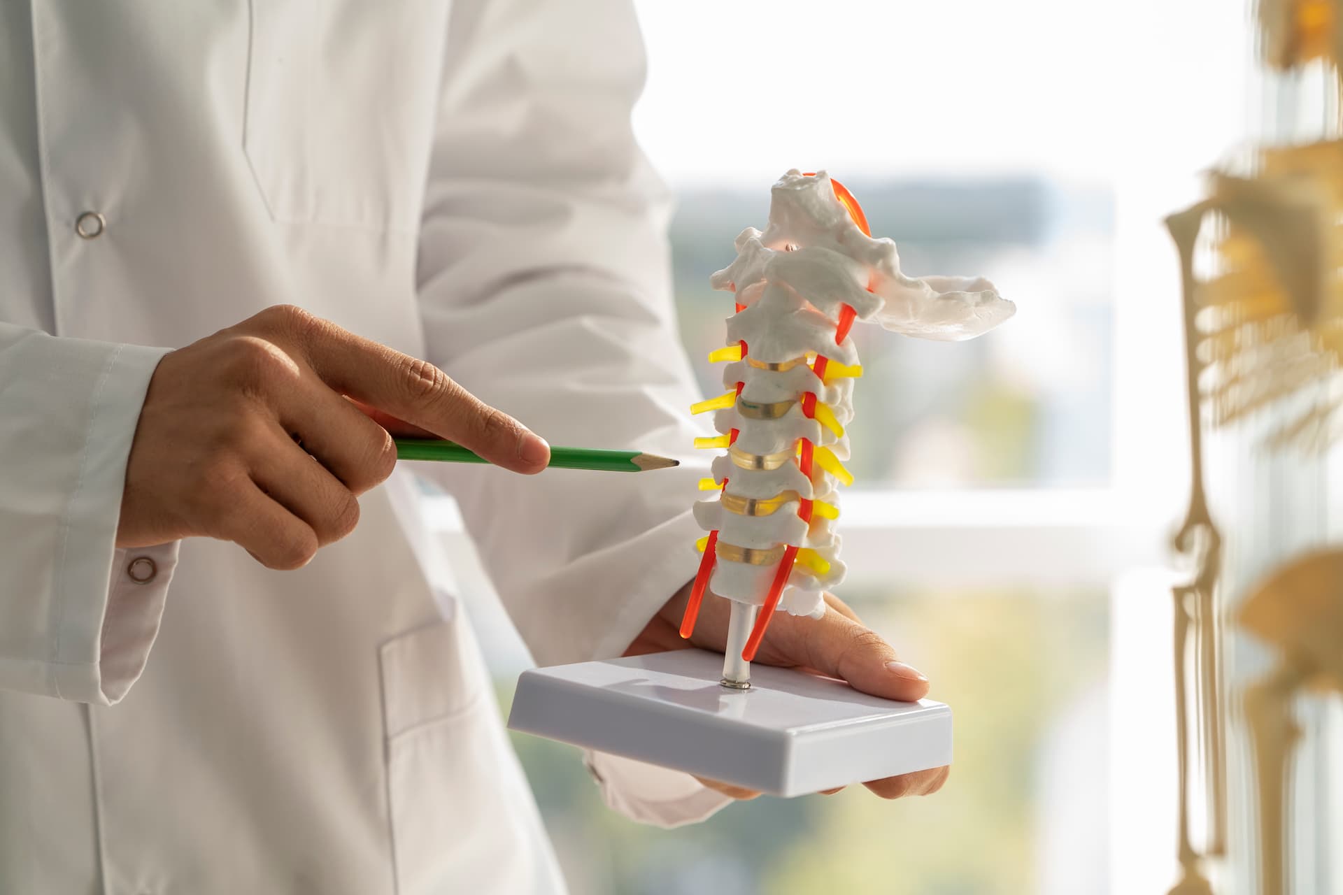 Doctor using spine model for patient education